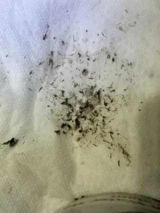 Debris and dark particles clogging a white condensate drain pan from an air conditioning system